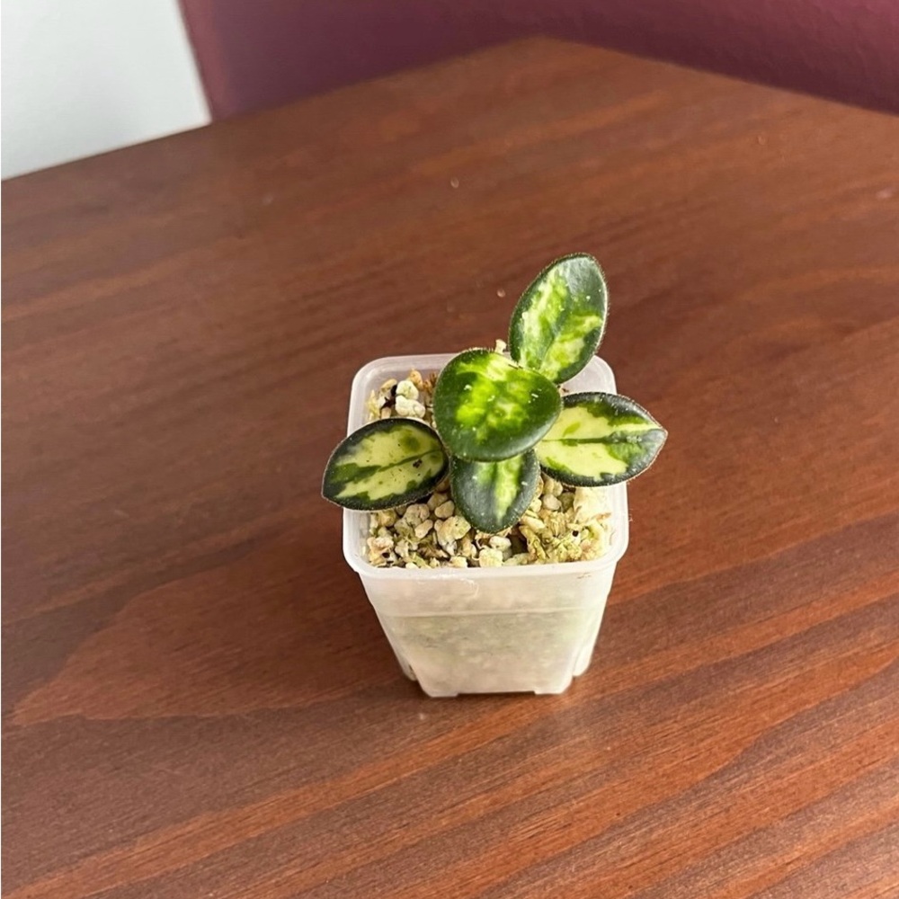 Hoya Mathilde Variegated - Picture 7 of 8